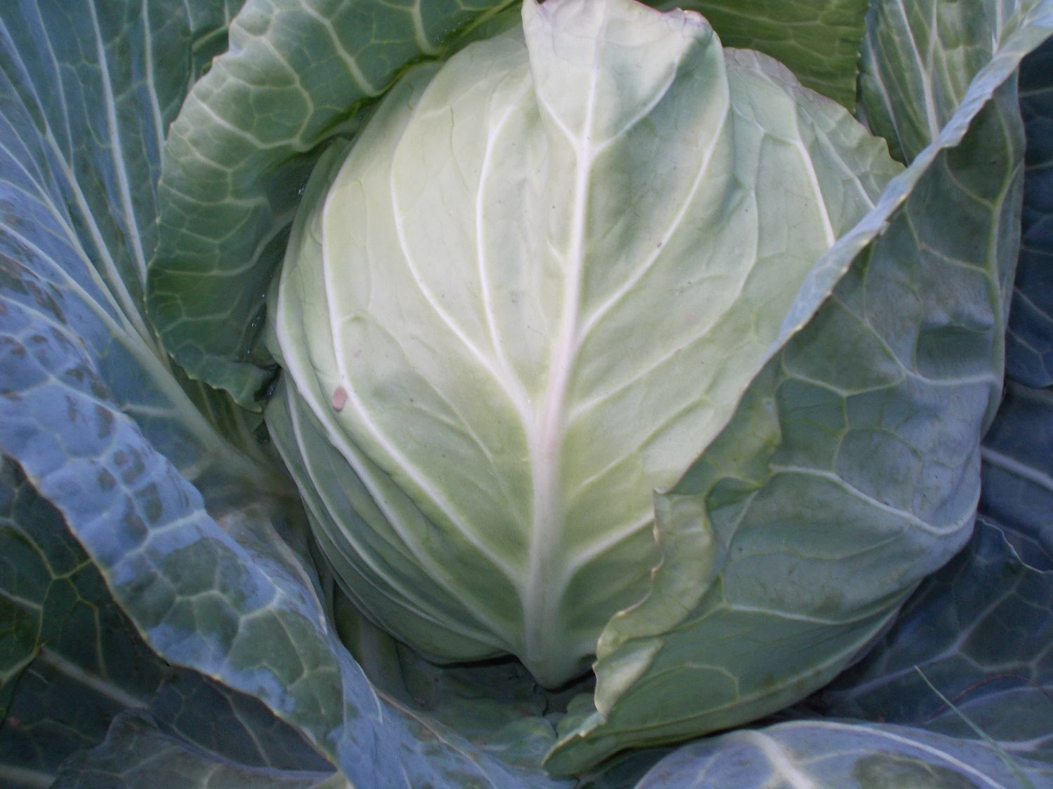 Cabbage / Bandhakopi