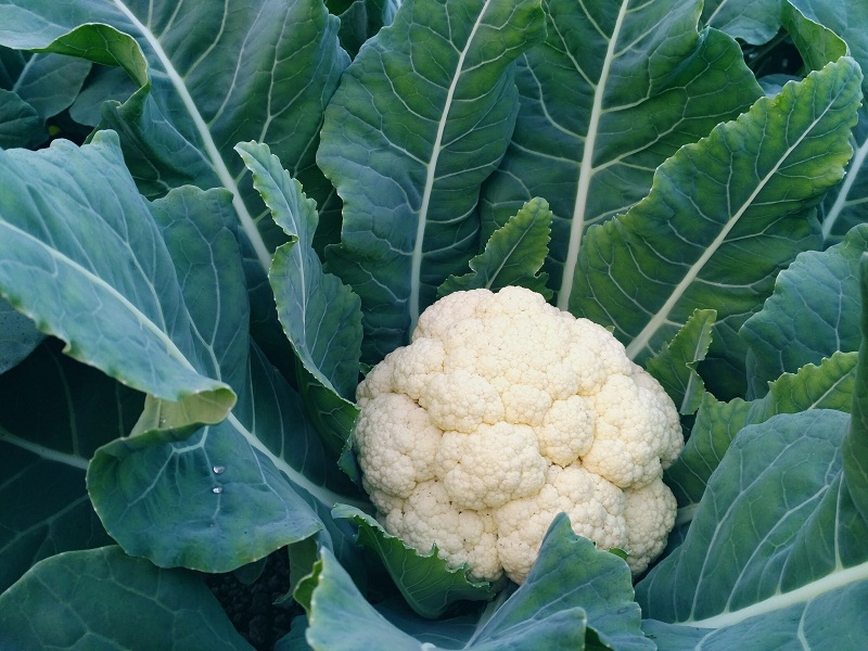 Cauliflower /Phulkopi