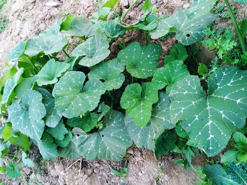 Pumpkin Leaf /Kumro Saak