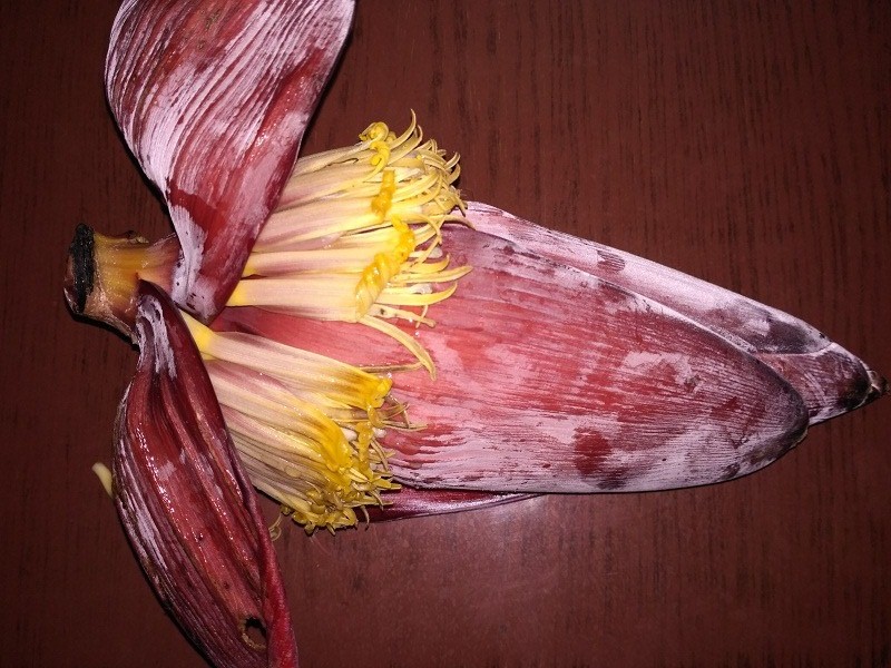 Plantain /Banana Flower /Mocha