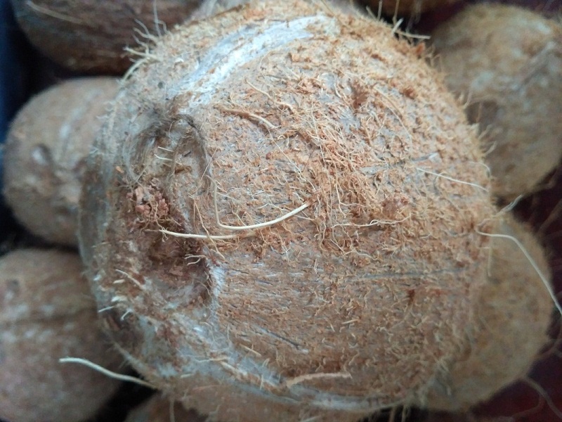 Coconut /Narkel