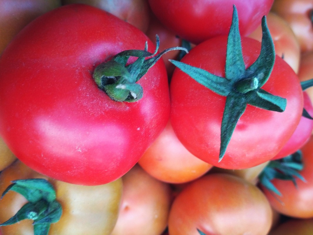 Tomato-Hybrid