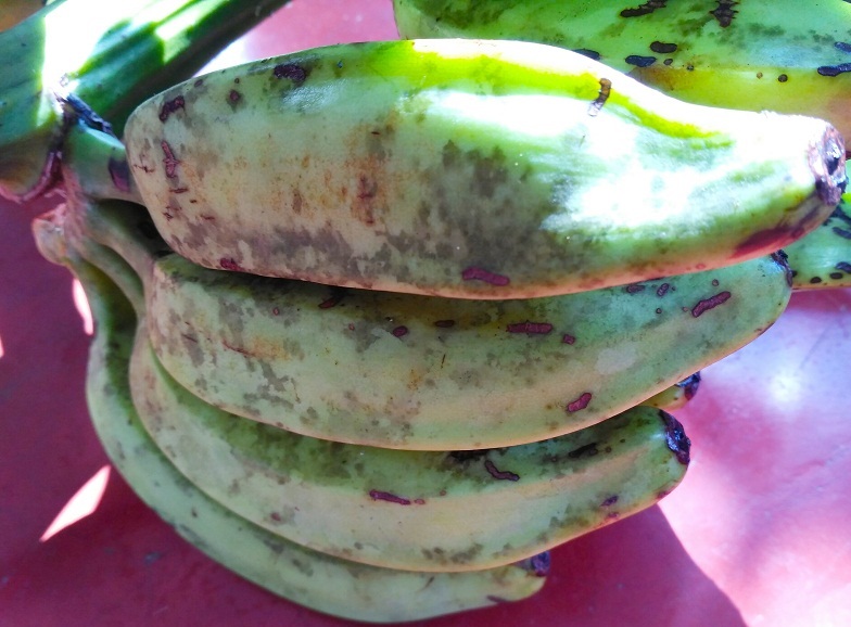 Raw Banana-Green /Kancha Kala