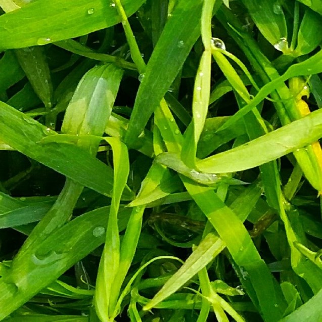 Grass Pea /Lathyrus Sativus /Karai Saak