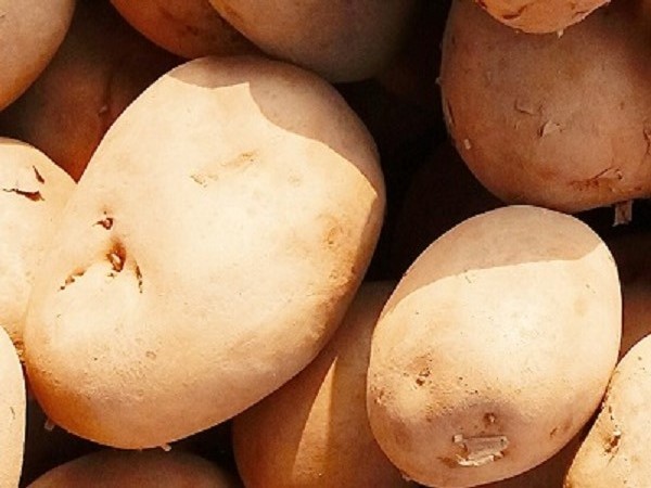 Potato-Chandramukhi /Alu