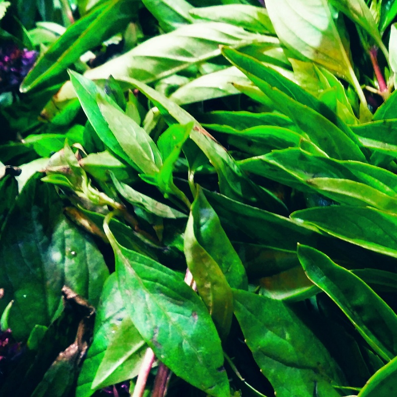 Parsley Leaf/ Flat-Exotic