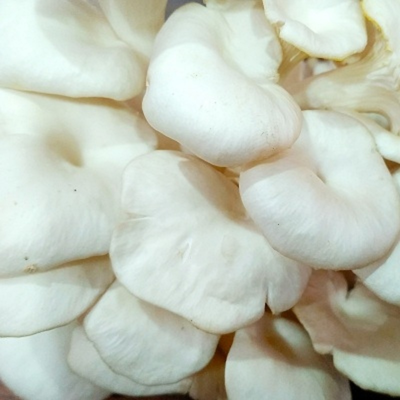 Mushroom /Oyster