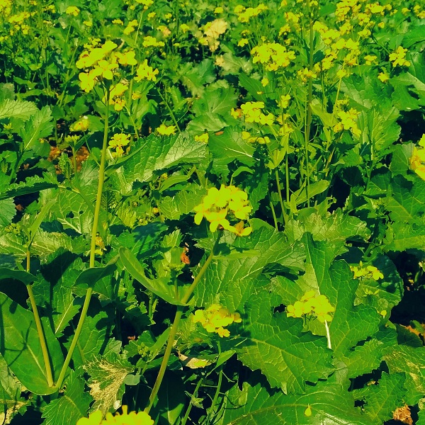Mustard Leaf (Sarso Saak)