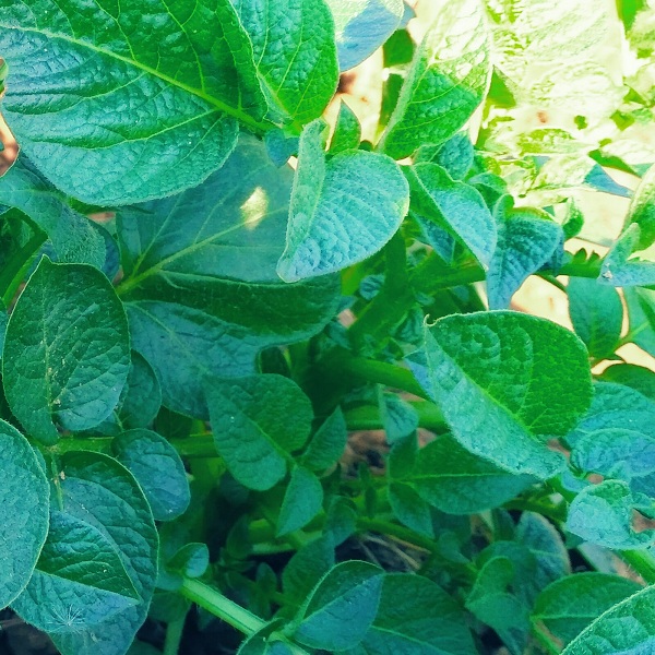  Potato Leaf /Alu Saak