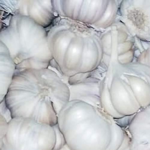 Garlic /Lassun