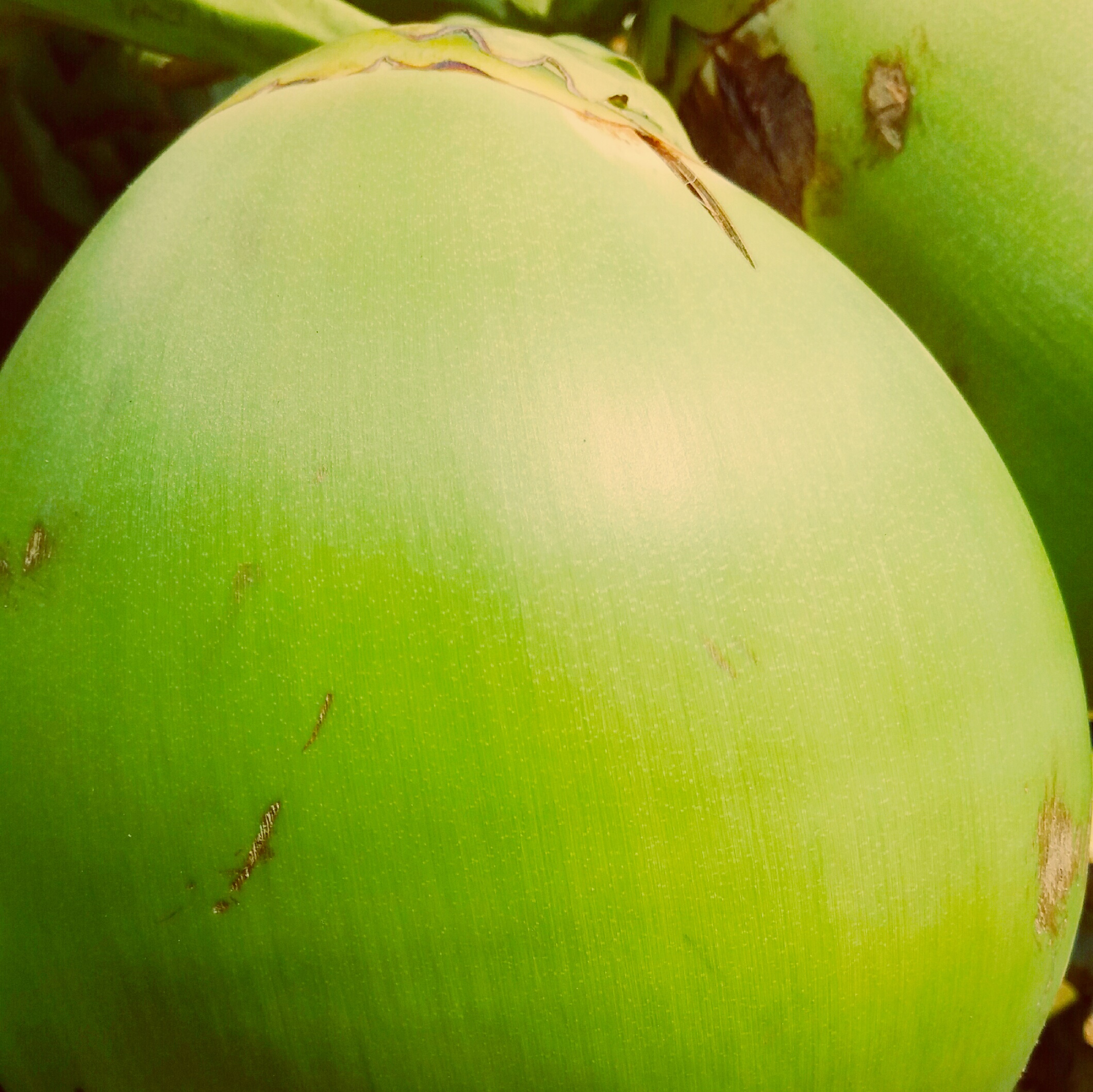Coconut Fresh /Daab